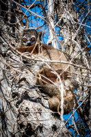 Hubbard's Sportive Lemur - Ifaty Spiny Forest -2