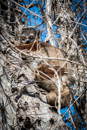 Hubbard's Sportive Lemur - Ifaty Spiny Forest -2