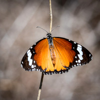 African Monarch Butterfly - Ifaty Spiny Forest -1