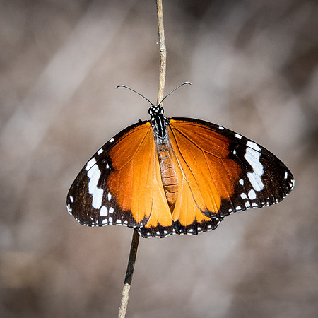 African Monarch Butterfly - Ifaty Spiny Forest -1