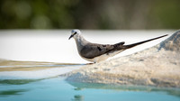 Namaqua Dove -1