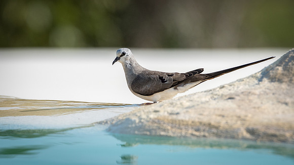 Namaqua Dove -1