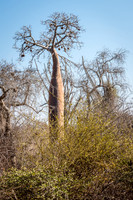 Baobab Tree - Ifaty Spiny Forest -1
