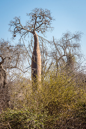 Baobab Tree - Ifaty Spiny Forest -1