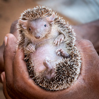 Tenrec - Ifaty Spiny Forest -1