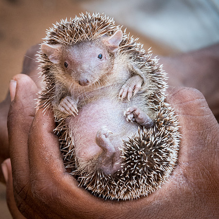 Tenrec - Ifaty Spiny Forest -1