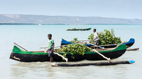 Ankilibe -2