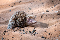Tenrec - Ifaty Spiny Forest -2
