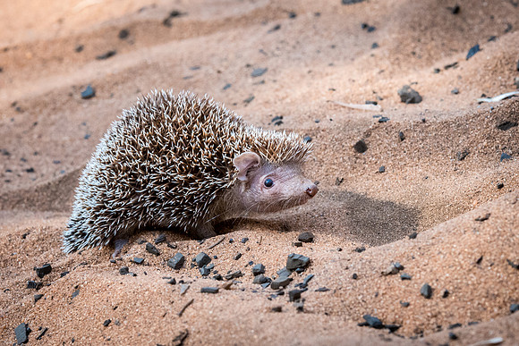 Tenrec - Ifaty Spiny Forest -2