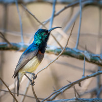 Souimanga Sunbird