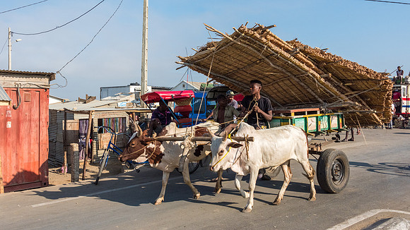 Ox Cart Toliara