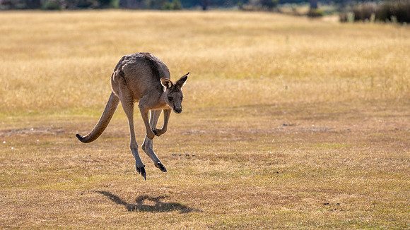 Eastern Grey Kangaroo (Forester Kangaroo) -1