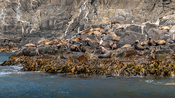 Australian Fur Seals, Bruny Island -2