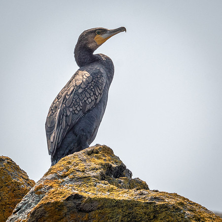 Great Cormorant, Bruny Island