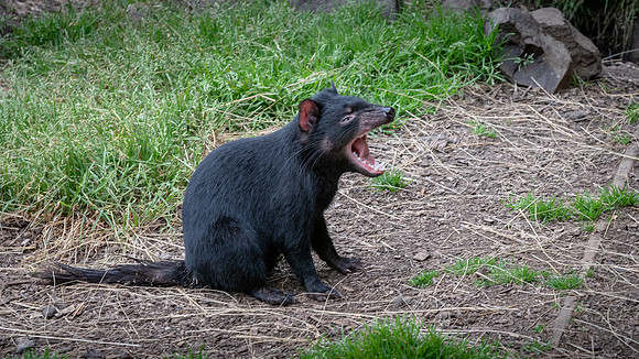 Tasmanian Devil - 1