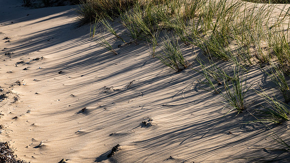 Sand Dune
