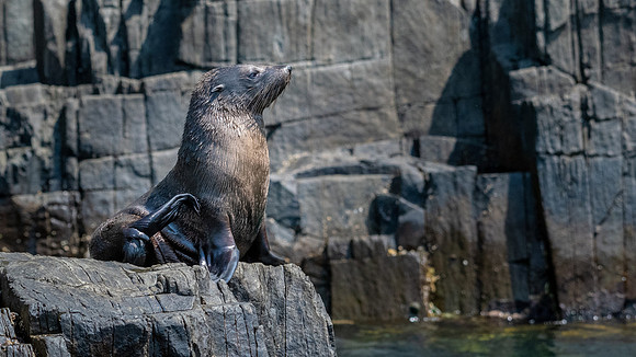 Australian Fur Seals, Bruny Island -9