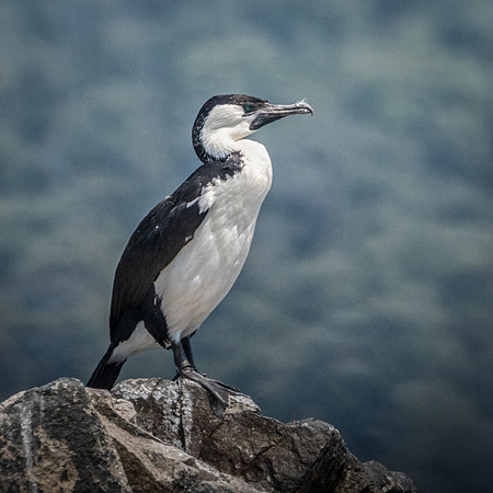 Black-faced Cormorant, Bruny Island