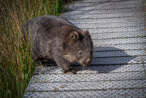 Wombat -3