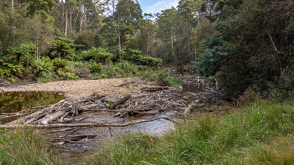 Fern Glade Reserve, Burnie - 2