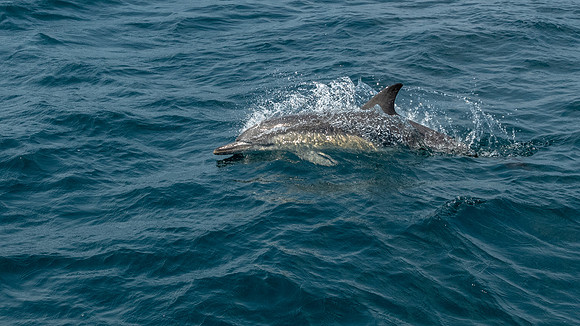Common Dolphin, Bruny Island -1