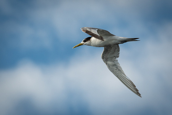Crested Terns, Macquarie Heads - 3