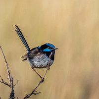 Fairy Wren