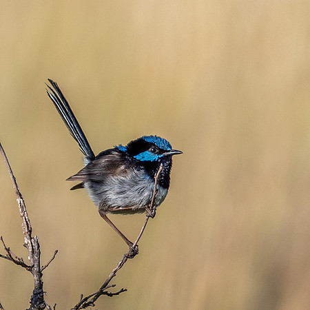 Fairy Wren