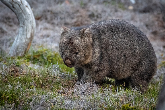 Wombat -2