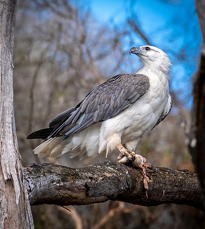 Sea Eagle, Arthur River -4