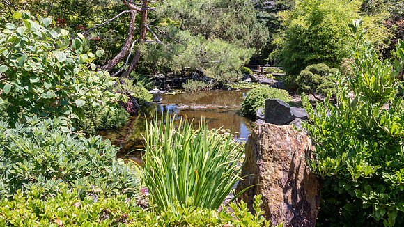 Japanese Garden, Royal Tasmanian Botanical Gardens - 8