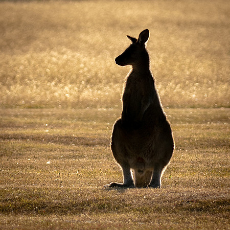 Eastern Grey Kangaroo (Forester Kangaroo) -5