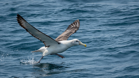 Shy Albatross - Bruny Island -2