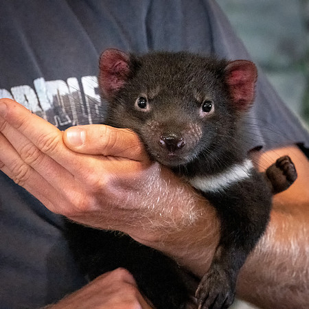 Young Tasmanian Devil