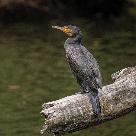 Great Cormorant, Arthur River