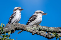 Kookaburra -3