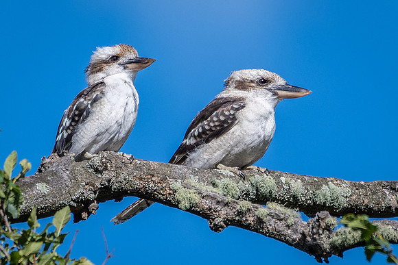 Kookaburra -3