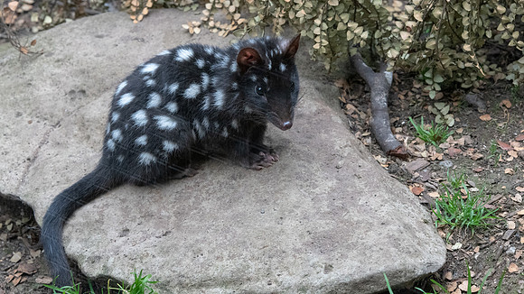 Eastern Quoll -2