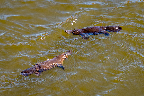 Duck Billed Platypus -3