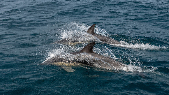 Common Dolphin, Bruny Island -2