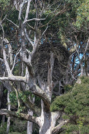 Sea Eagle Nest, Arthur River