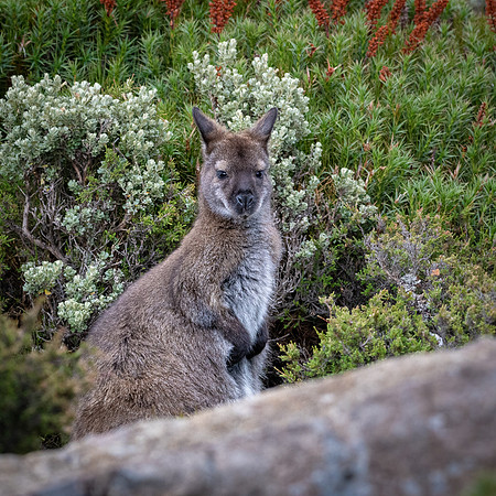 Bennet's Wallaby, Ben Lomond -1