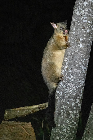 Brush-tailed Possum -4
