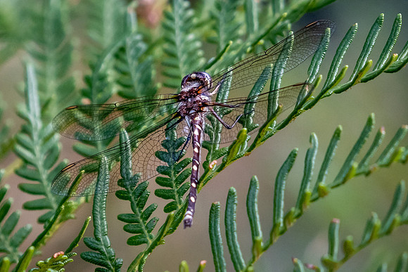 Tasmanian Redspot