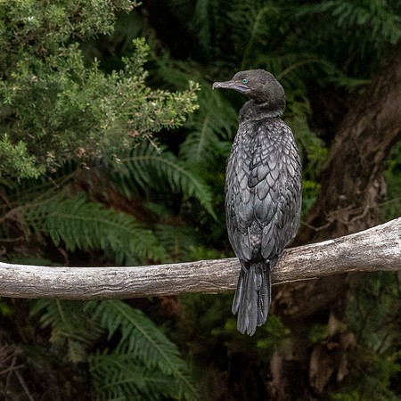 Little Black Cormorant, Arthur River