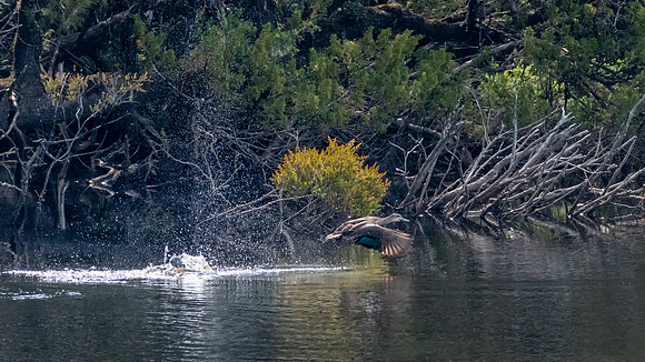 Pacific Black Duck, Gordon River -1