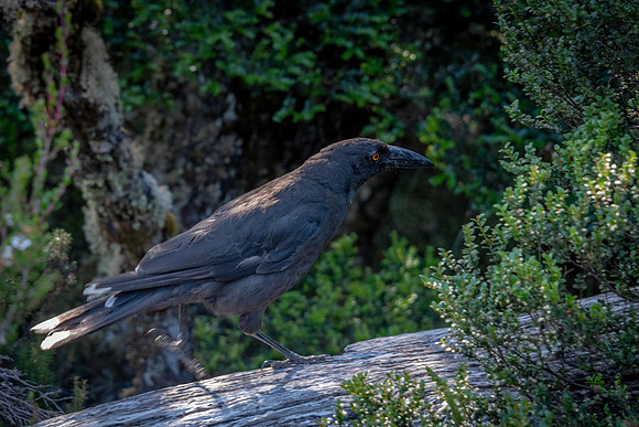 Forest Raven, Cradle Mountain