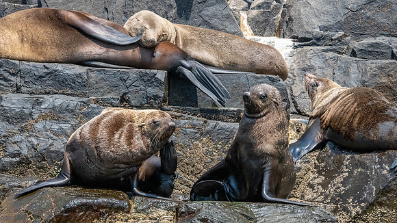 Australian Fur Seals, Bruny Island -4