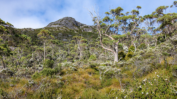 Cradle Mountain-Lake St Clair National Park -9