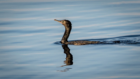 Little Black Cormorant -2